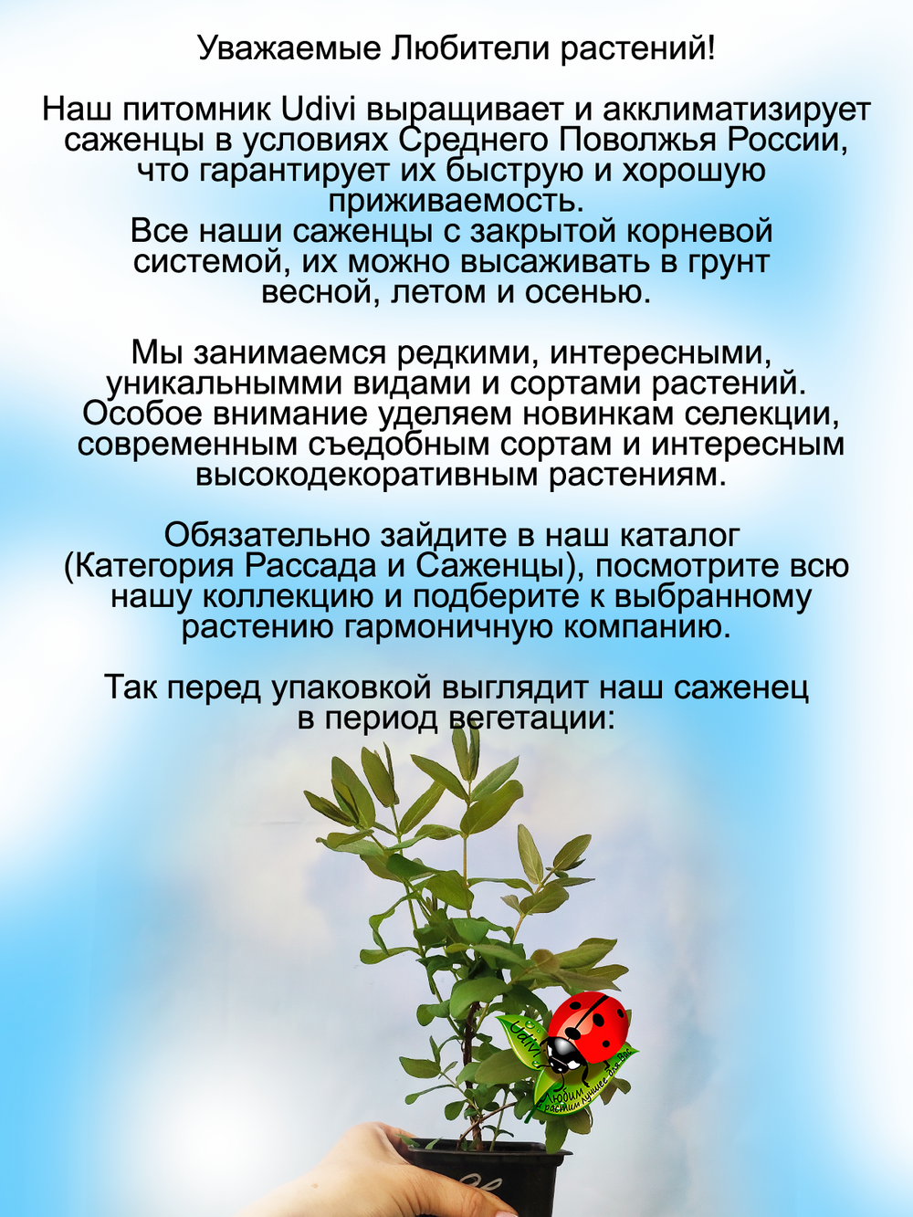 Жимолость Бакчарский Великан съедобная высокая