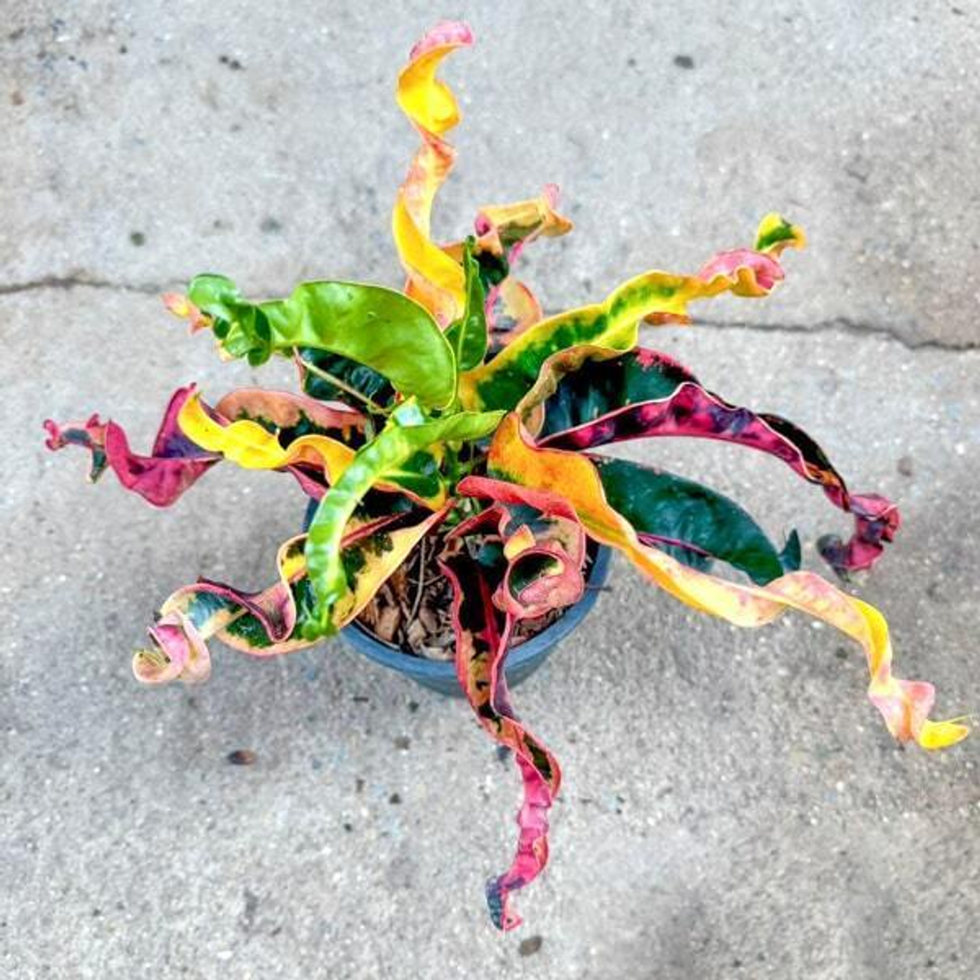 Лучшие кротоны на выставке в Бангкоке. Декабрь 2025