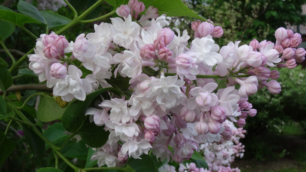 Сирень Красавица Москвы