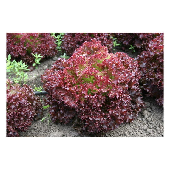 Грейс семена салата лолло росса (Гавриш) – фото 4