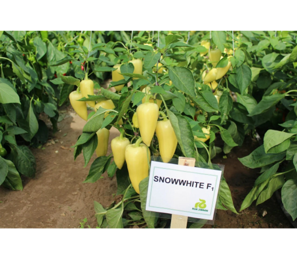 Перец Сноувайт F1 7шт ВитаГрин ЭКСТРА