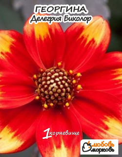 Георгина Корневище, Делегрия Биколор, 1 шт