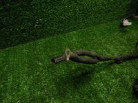 Жгут проводов Subaru Forester SJ 4 (2012-2019)