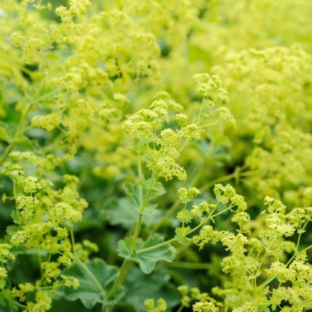 Манжетка мягкая "Robustica". Alchemilla mollis "Robustica".