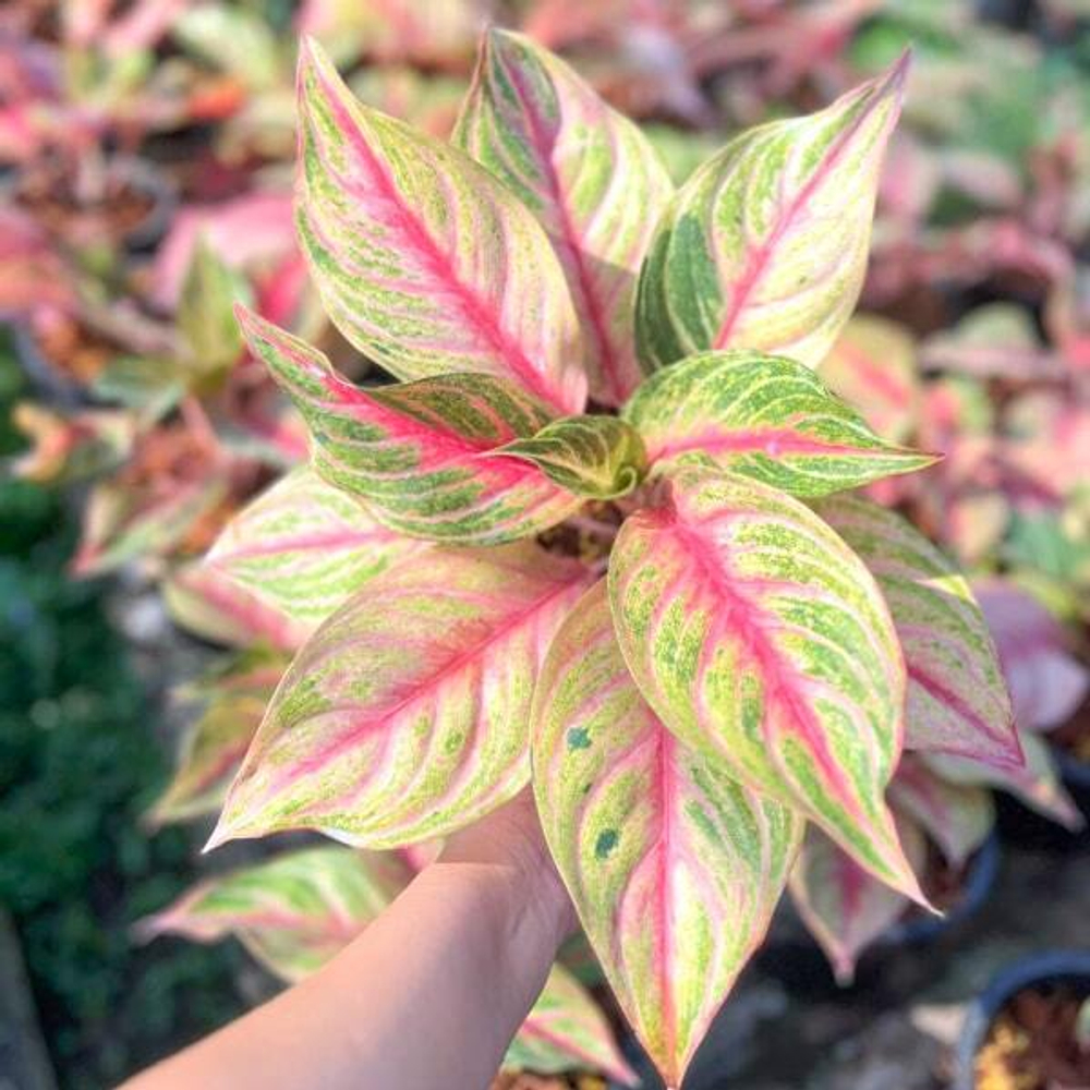 Аглаонема NEW HYBRID N12