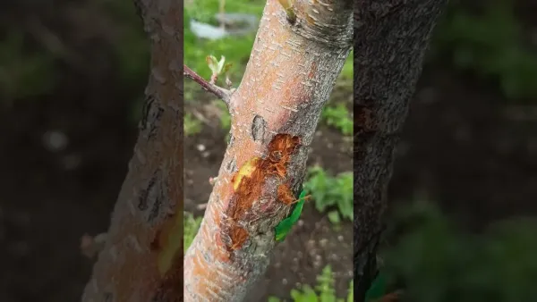 Солнечные ожоги коры в апреле: спасаем штамбы яблонь и груш