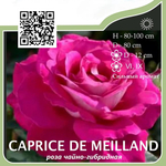 Роза чайно-гибридная "Caprice de Meilland"