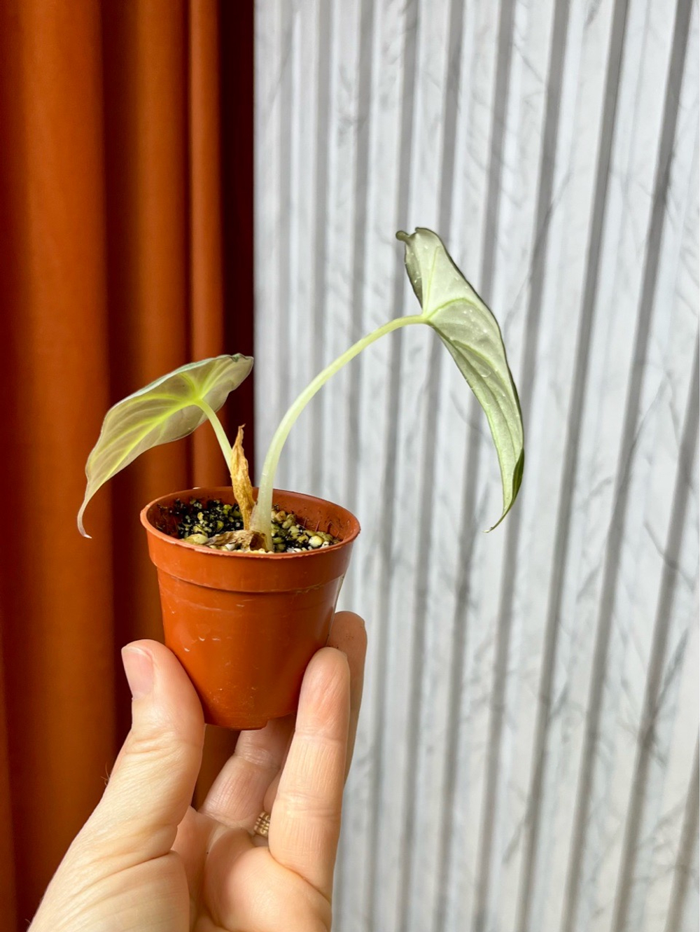 Алоказия Блэк Вельвет, D6см Н10см, 1шт, Urban Jungle