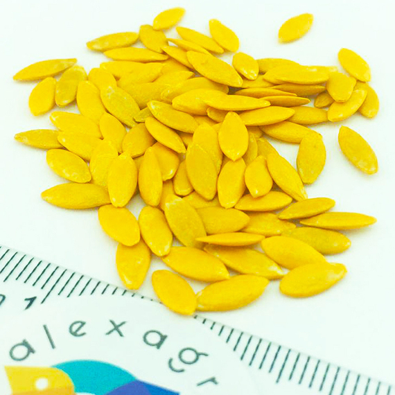 Бьерн F1 семена огурца партенокарпического (Enza Zaden / Энза Заден) семена – фото 4