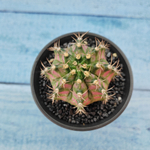 Gymnocalycium T-Rex Pink hybride (Гимнокалициум T-rex)