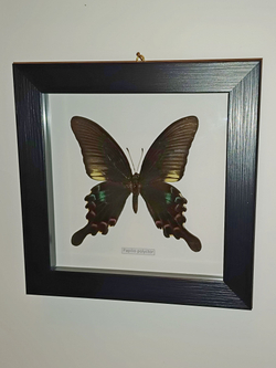 Бабочка Papilio polyctor в рамке