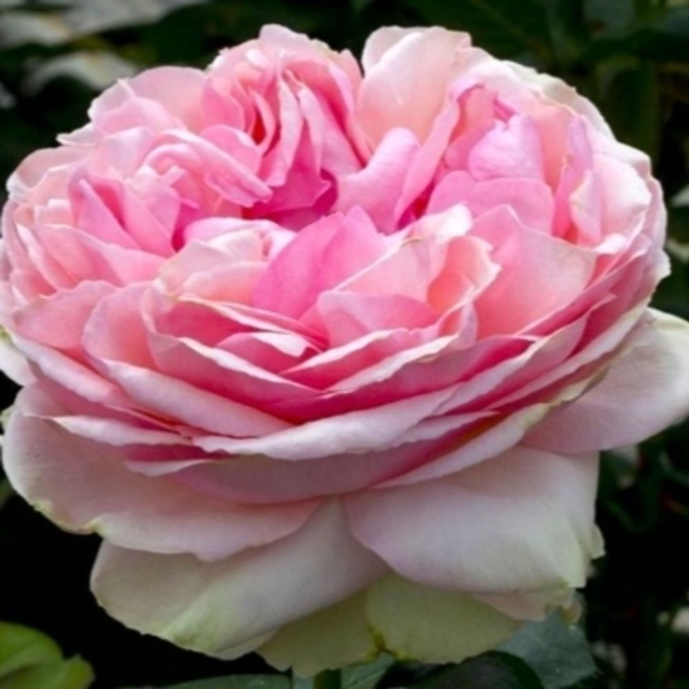 Роза чайно-гибридная Филинг С4