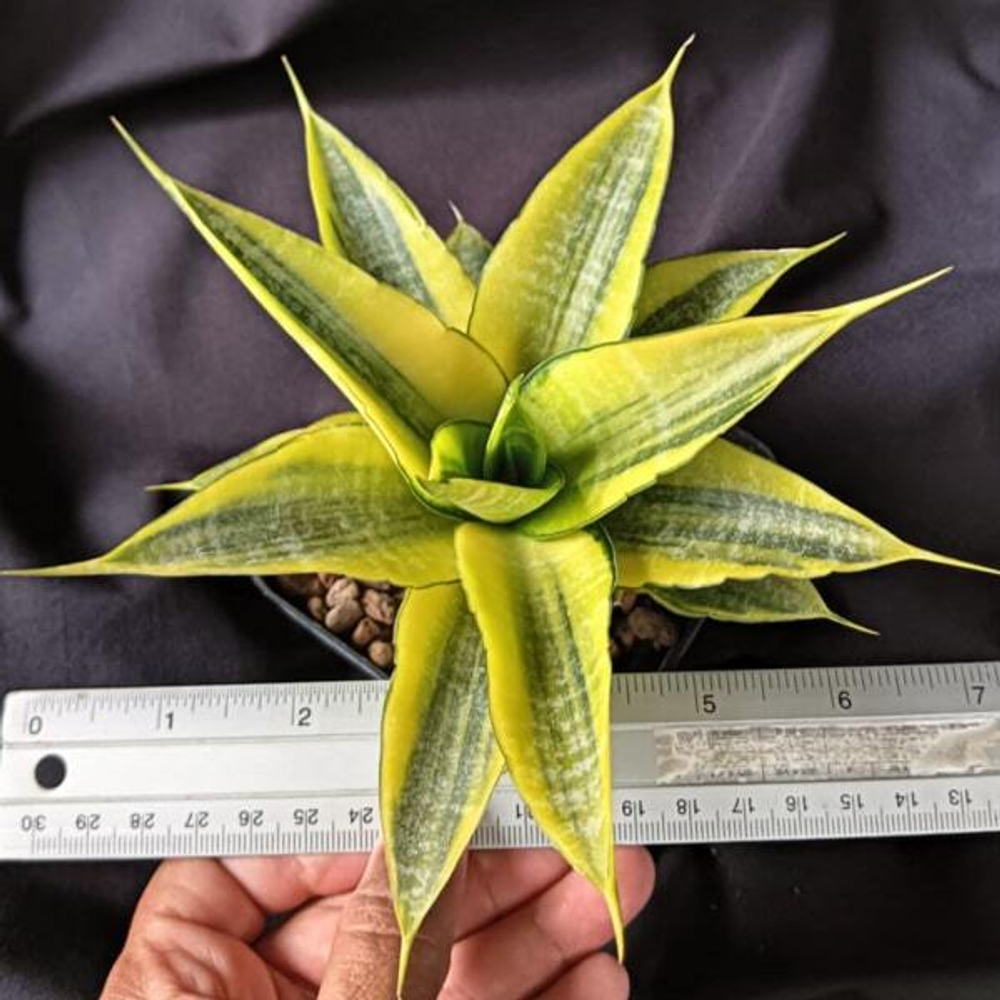 Сансевиерия CORDOVA VAR