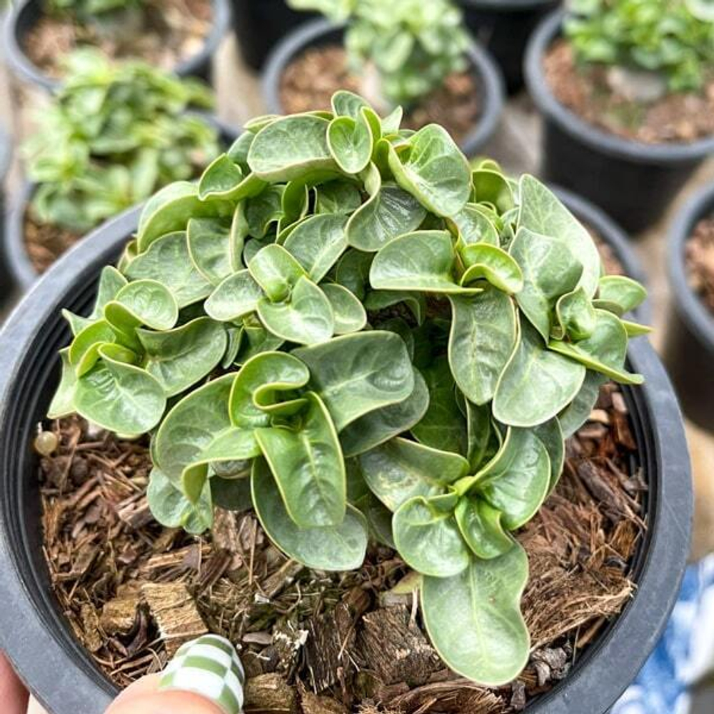 Адениум DHA PHET PAN LAN (PPL) корнесобственный