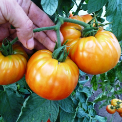 Помидоры Mortgage Lifter Yellow