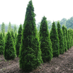 Туя западная Колумна С5 60-80