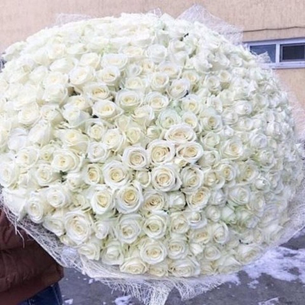 301 белая роза