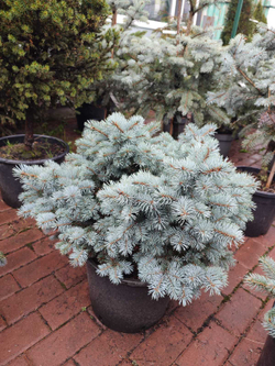 Ель колючая 'Glauca Globosa'