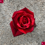 кусты для сада — сорт Экстаз (Extase) — самая душистая в мире роза