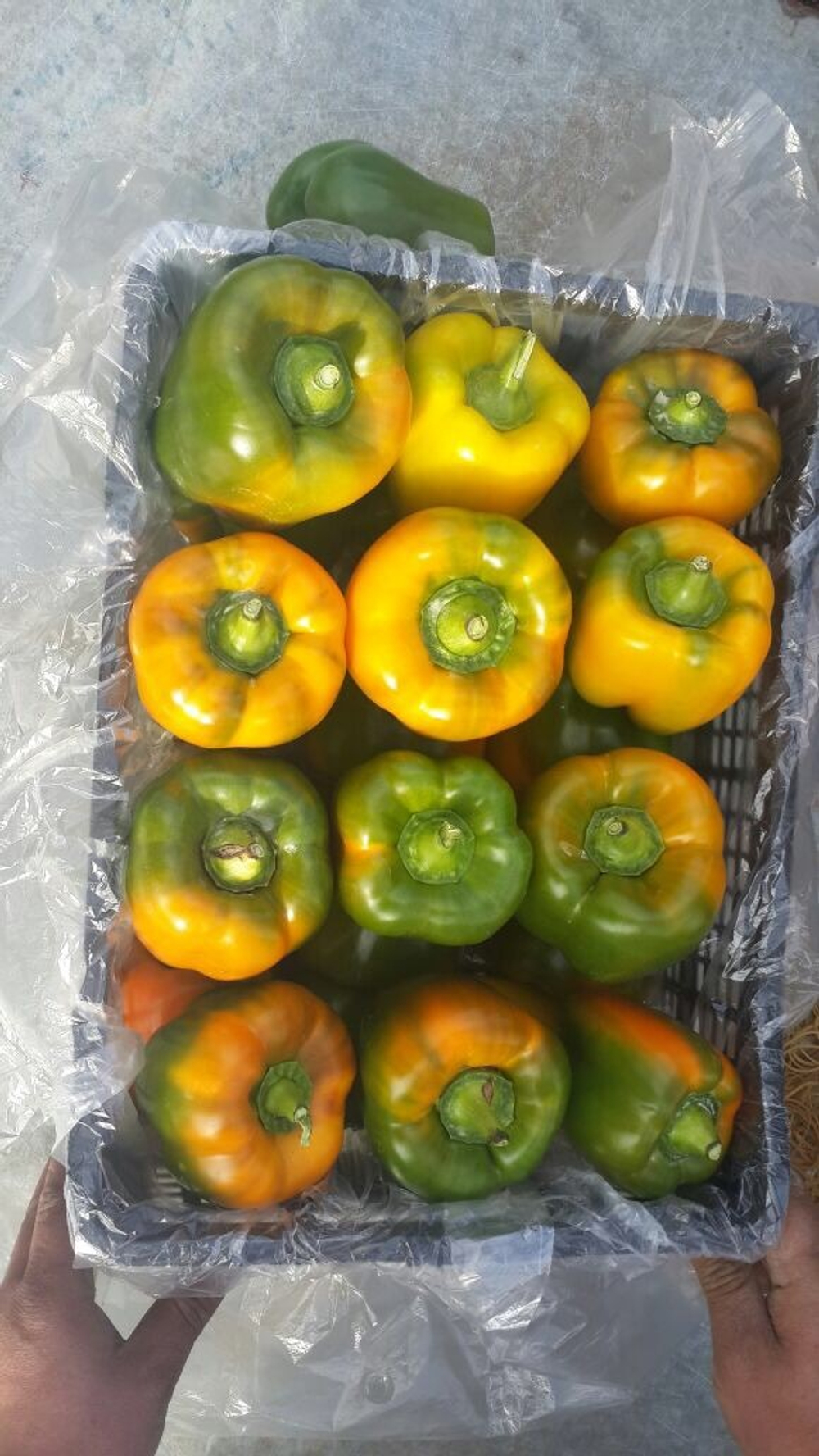 болгарский красный перец. зеленый перец, желтый перец- Египет