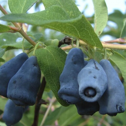 Жимолость Динозаврик