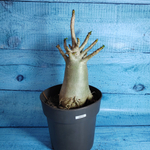 Adenium Baobab (Адениум)