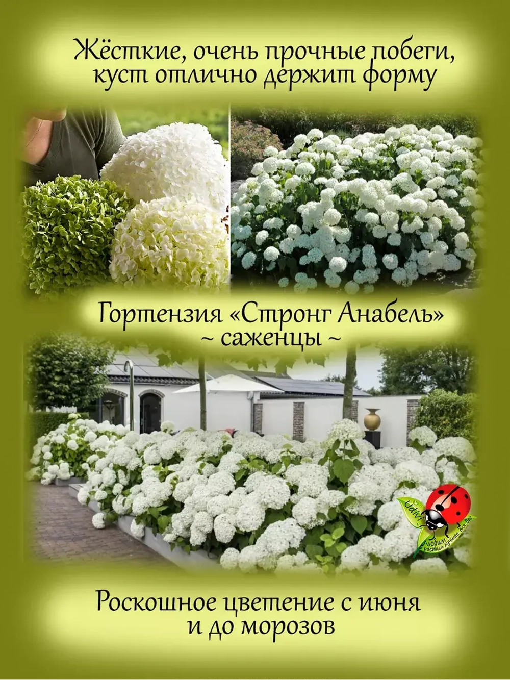 Гортензия Стронг Анабель древовидная