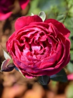 Роза шраб Бисантенэр де Гийо