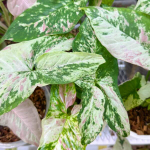 Сингониум YOK SIAM