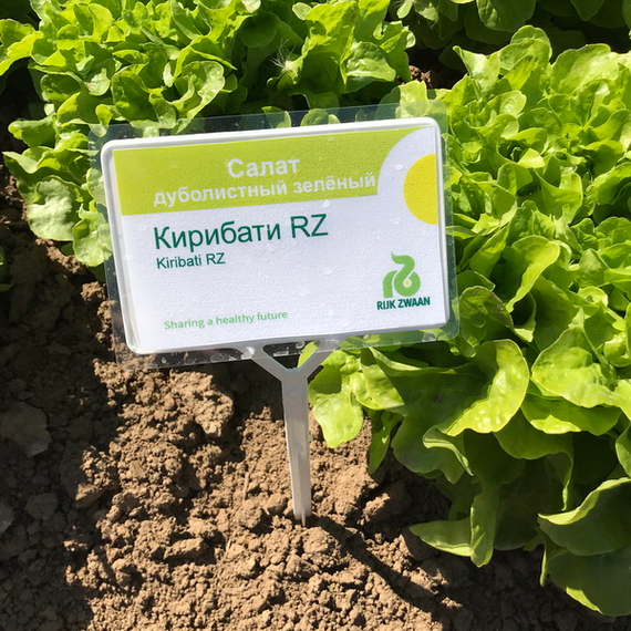 КИРИБАТИ семена салата (Rijk Zwaan | Alexagro) – фото 2