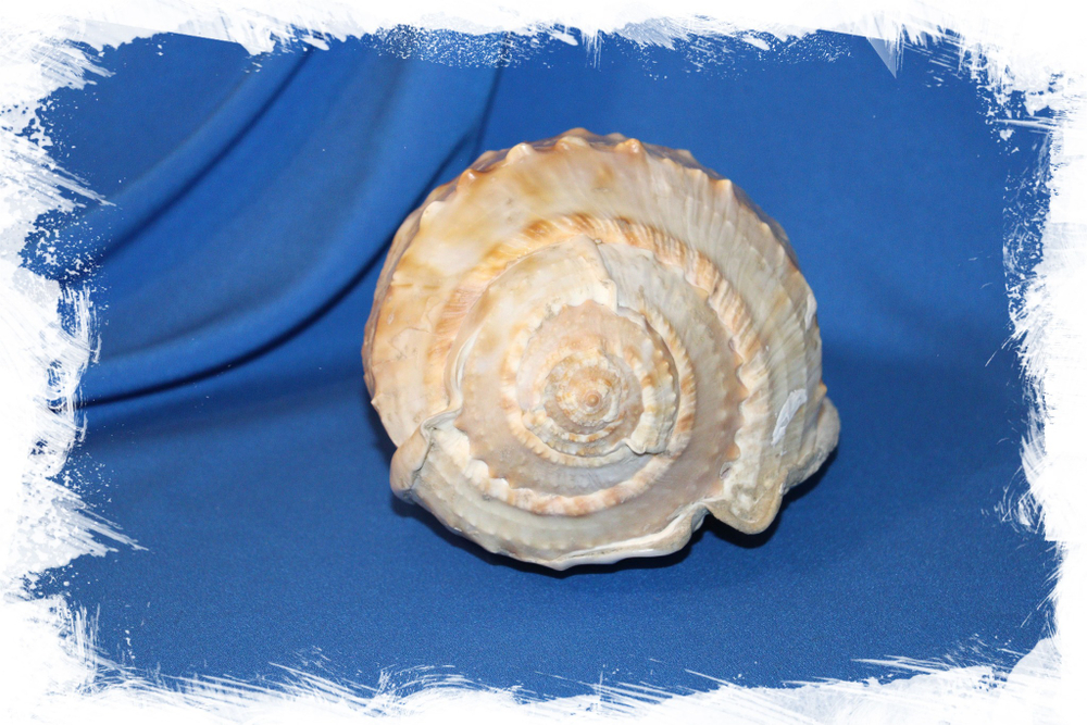 Кассис тесселлата (Cassis tessellata) 20см. 1шт.