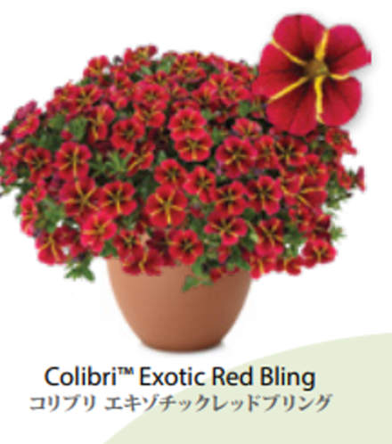 ЕВРО Калибрахоа Colibri Exotic Red Bling ОКС укорененные черенки В наличии