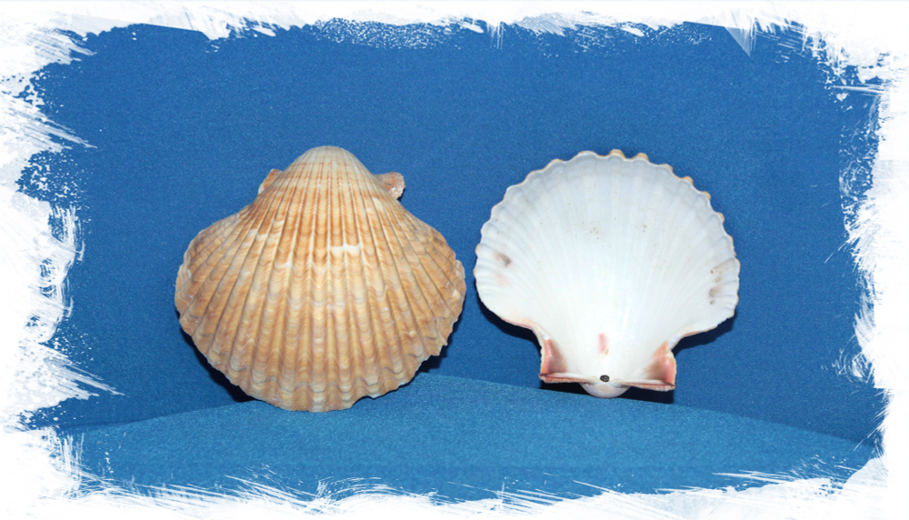 Пектен Вогдеси (выпуклая створка), 5-7см, 1шт