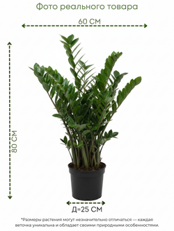 Замиокулькас Pointed Leaf д. 25