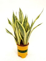 Сансевиерия