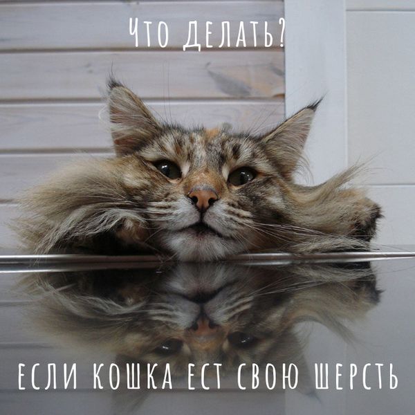 Кошка ест шерсть. Что делать? Кошка ест шерсть. Что делать?