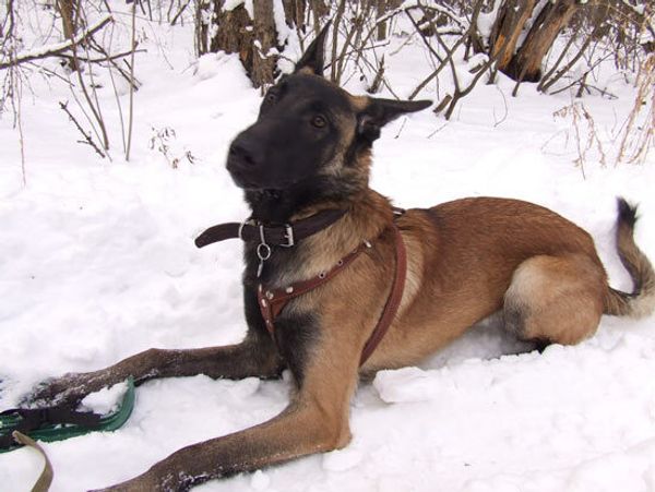 Бельгийская овчарка малинуа Бельгийская овчарка малинуа