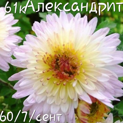 САЖЕНЦЫ ХРИЗАНТЕМЫ КОРЕЙСКАЯ АЛЕКСАНДРИТ №61