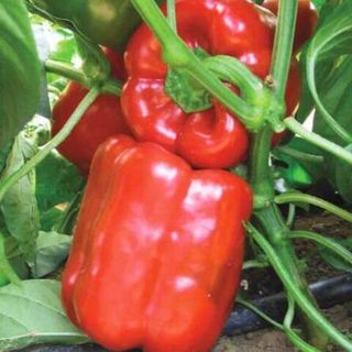 Перец сладкий Геркулес F1 10 (семян)