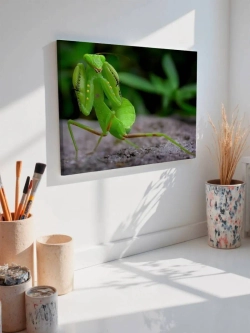 Картина на стену 40 X 50 Богомол