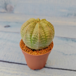 Euphoria Obesa (Эуфорбия)