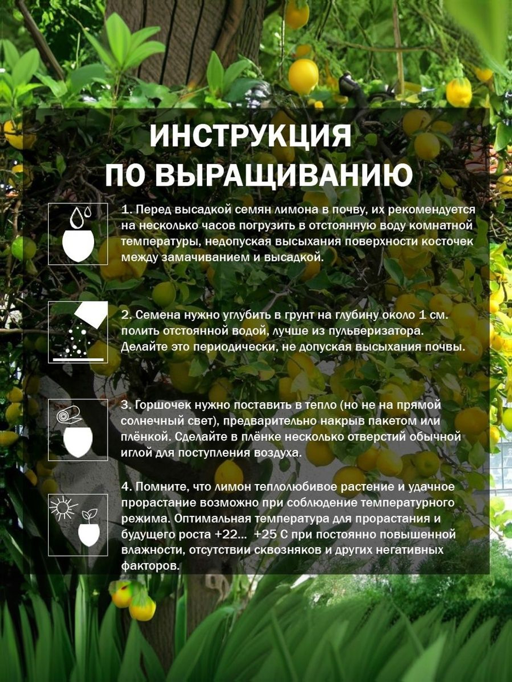 Лимонное дерево, Домашний лимон, Семена 5 шт. + подарочные семена