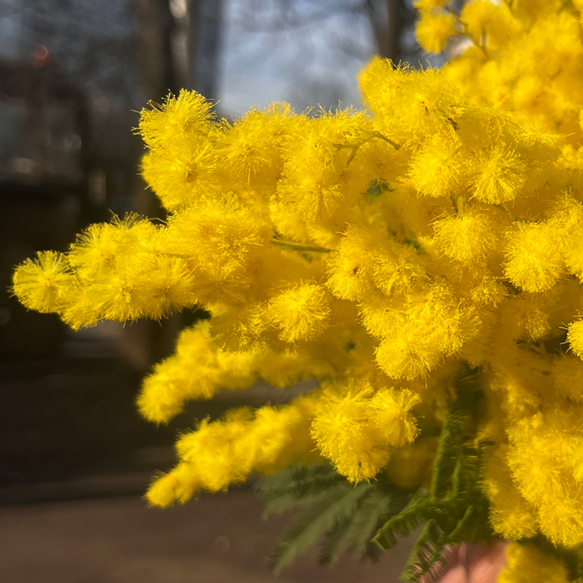 🌸☀️ букетик Весенний водоворот — душистая пушистая мимоза (h ≈ 30 см; ⌀ ≈ 25 см) — 11 веточек — 8 марта у Феи