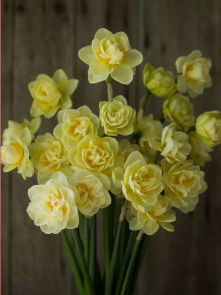 Нарцисс Мэнли Закупка М79 сентябрь 2026