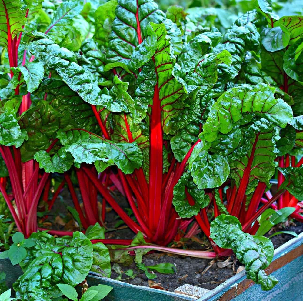 Рубин семена мангольда (ПОИСК)