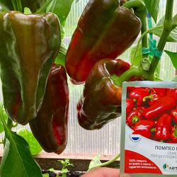 Перец сладкий Помпео F1