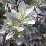 Конокарпус прямостоячий – Conocarpus erectus