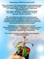 Фуксия Том Вест вариегатная