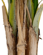 Пальма Арека Катеху де Люкс