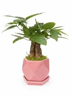 Пахира Little Forest Three-Branch ке